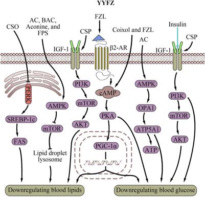 Cardiovascular protection of YiyiFuzi powder and the potential mechanisms through modulating mitochondria-endoplasmic reticulum interactions